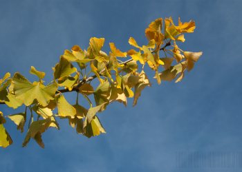 Flore de forêt, du jardin, du bocage