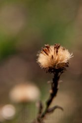 Flore de forêt, du jardin, du bocage