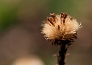 Flore de forêt, du jardin, du bocage