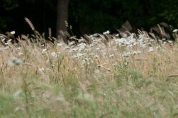 Flore de forêt, du jardin, du bocage