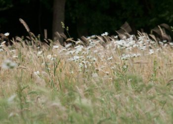 Flore de forêt, du jardin, du bocage