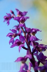 Flore de forêt, du jardin, du bocage