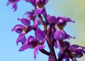 Flore de forêt, du jardin, du bocage