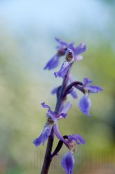 Flore de forêt, du jardin, du bocage