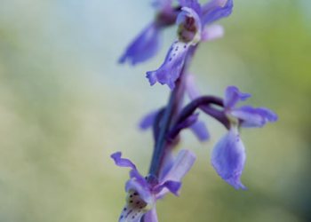 Flore de forêt, du jardin, du bocage