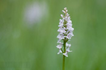 Flore de forêt, du jardin, du bocage