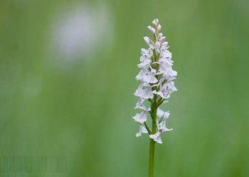 Flore de forêt, du jardin, du bocage