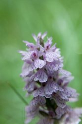 Flore de forêt, du jardin, du bocage