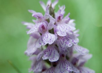 Flore de forêt, du jardin, du bocage