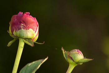 Flore de forêt, du jardin, du bocage
