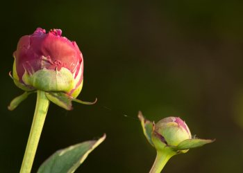 Flore de forêt, du jardin, du bocage