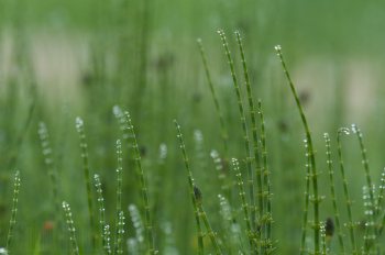 Flore de forêt, du jardin, du bocage