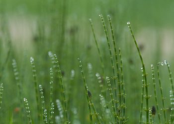 Flore de forêt, du jardin, du bocage