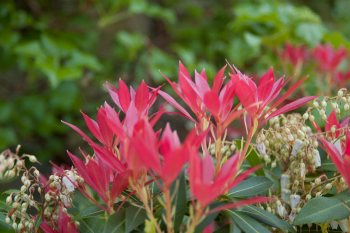 Flore de forêt, du jardin, du bocage