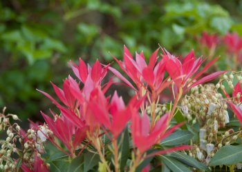 Flore de forêt, du jardin, du bocage