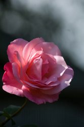 Flore de forêt, du jardin, du bocage