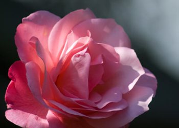 Flore de forêt, du jardin, du bocage