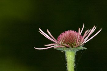 Flore de forêt, du jardin, du bocage