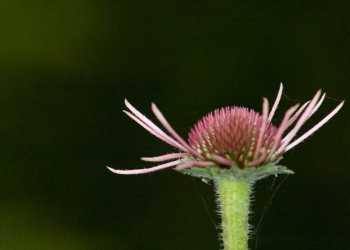 Flore de forêt, du jardin, du bocage