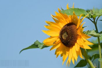 Flore de forêt, du jardin, du bocage