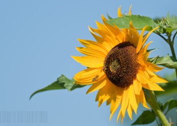 Flore de forêt, du jardin, du bocage