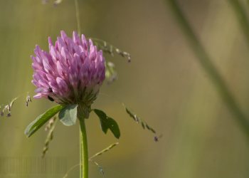 Flore de forêt, du jardin, du bocage