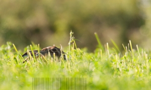 Lièvre dans le blé