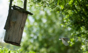 Mésange au nourrissage