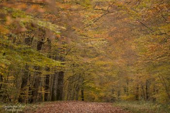 Automme en forêt de Tronçais