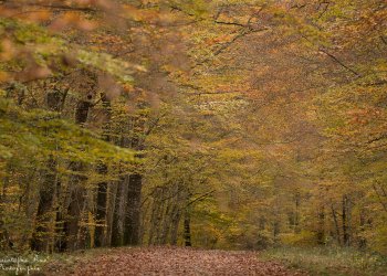 Automme en forêt de Tronçais