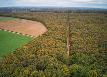 Forêt de Tronçais,  Bougimont
