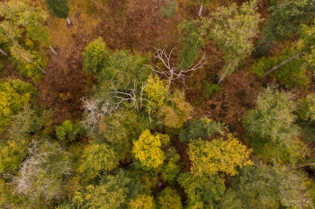 Forêt de Tronçais,  Bougimont