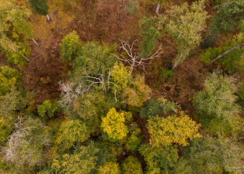 Forêt de Tronçais,  Bougimont