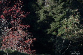 Couleur automnal, Auvergne