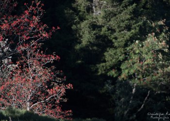 Couleur automnal, Auvergne