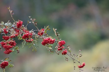 Couleur automnal, Auvergne