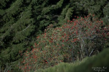 Couleur automnal, Auvergne