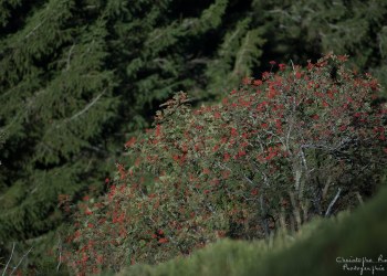 Couleur automnal, Auvergne