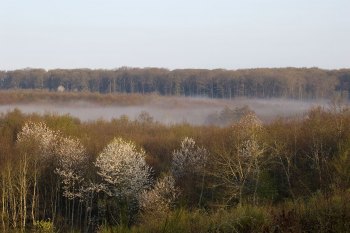 Printemps à Tronçais