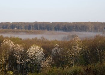 Printemps à Tronçais