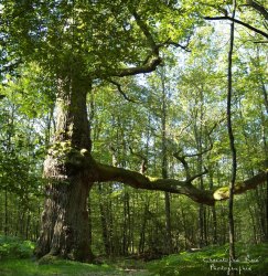Chêne de Montaloyer, en forêt de Tronçais