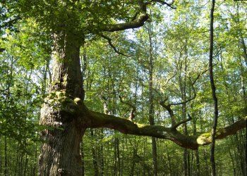 Chêne de Montaloyer, en forêt de Tronçais
