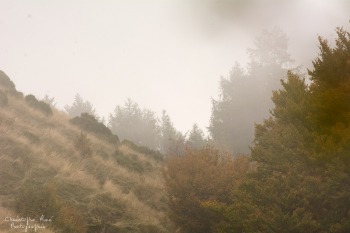 Brume automnal, Auvergne