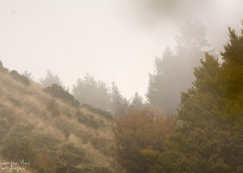 Brume automnal, Auvergne