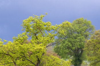Couleurs du printemps Bourbonnais