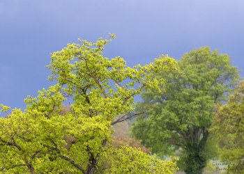 Couleurs du printemps Bourbonnais