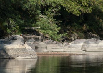 Martin Pêcheur, sur la rivière Aumance