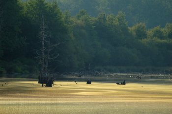 Etang des Sarcelles, Forêt de Tronçais