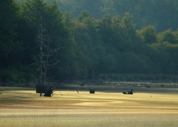 Etang des Sarcelles, Forêt de Tronçais