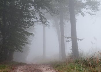 Automne, Forêt de Tronçais